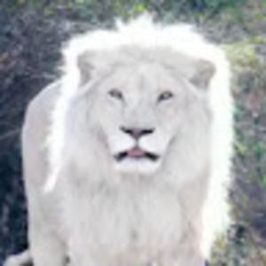 Meet your Posher, Lion